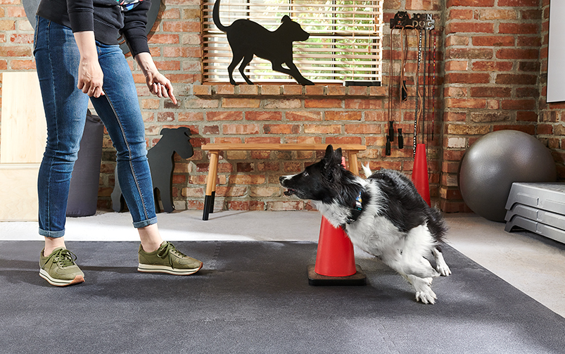 Fizjoterapeutka psów trenuje obieganie pachołka z psem rasy border collie.