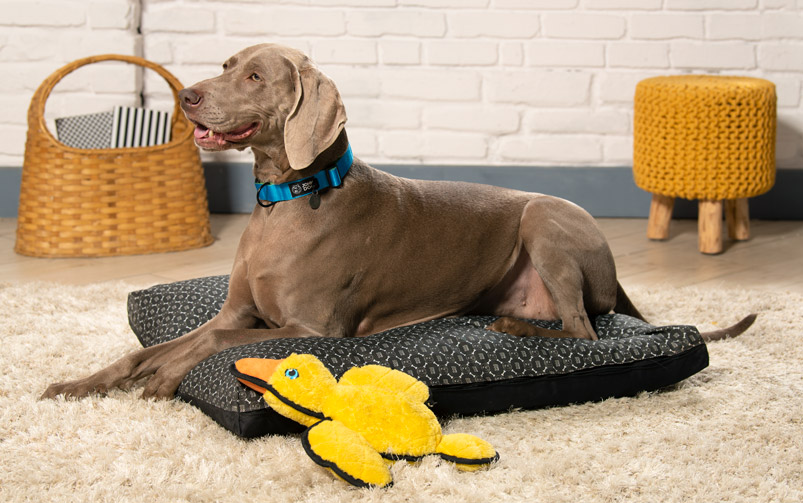 Pies rasy wyżeł weimarski leżący w salonie na ciemnym posłaniu z żółtą zabawką.