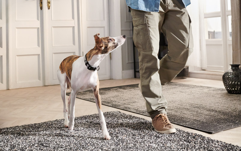 Pies rasy whippet wykonuje ćwiczenie z behawiorystą.