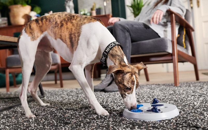 Pies rasy whippet bawi się zabawką interaktywną Flip Board Trixie.