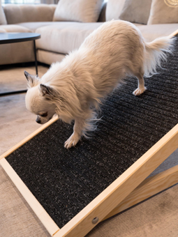 Pies rasy chihuahua schodzi z drewnianej rampy w salonie.