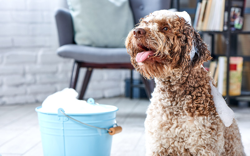 Brązowy pies rasy lagotto romagnolo z pianą z mydła na głowie siedzi obok niebieskiego wiadra
