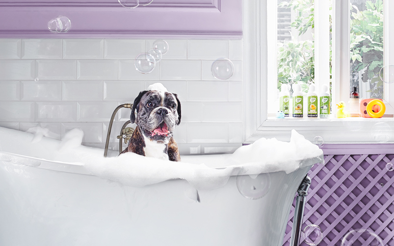 W wannie kąpie się duży starszy pies rasy mieszanej w tle są szampony dla psów