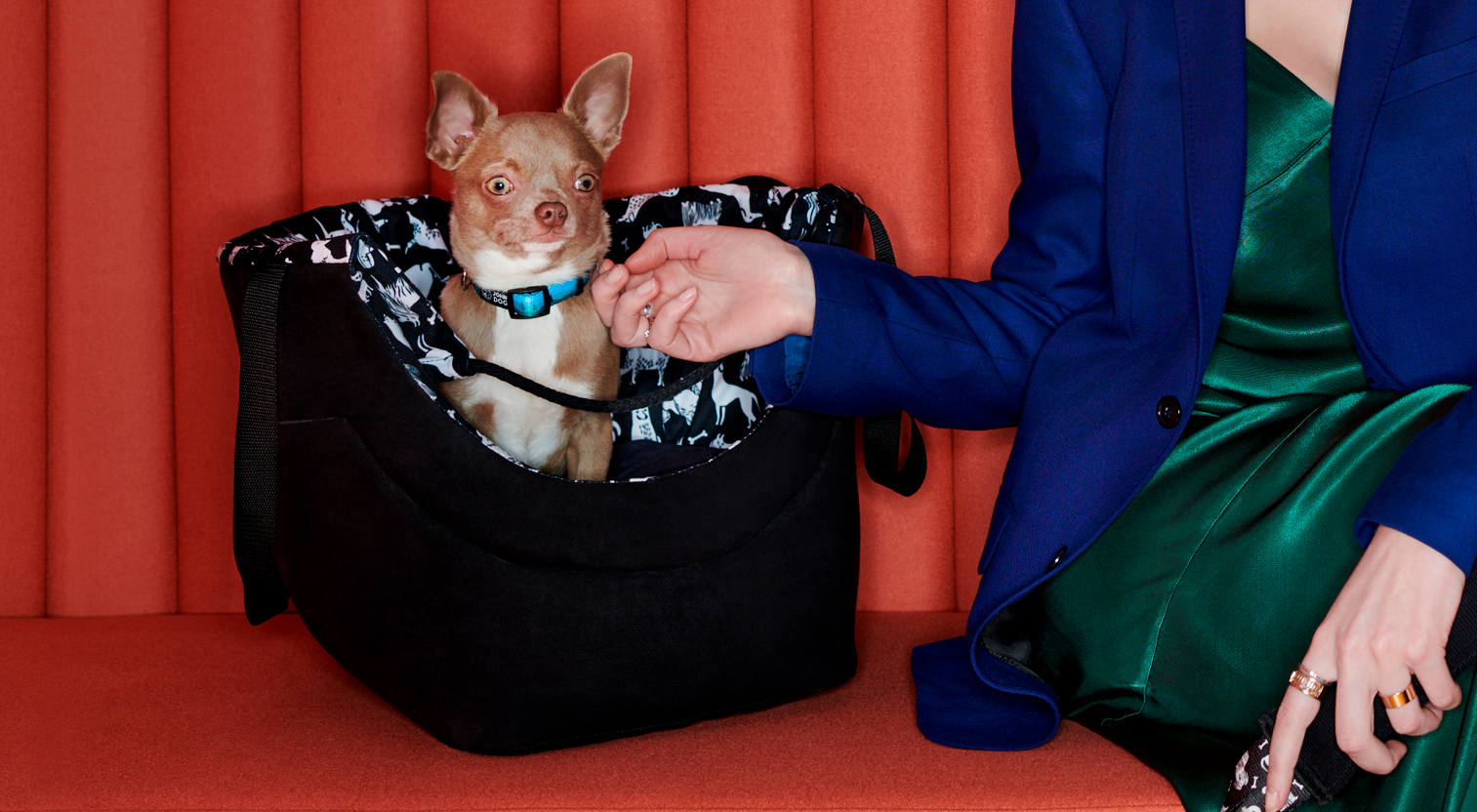 Jasnobrązowy pies rasy chihuahua siedzi w czarnej torbie obok właścicielki ubranej w granatową marynarkę.
