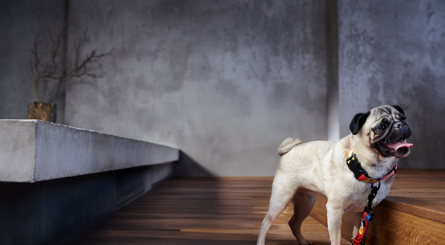 Pies rasy mops stoi z otwartym pyskiem i językiem na wierzchu