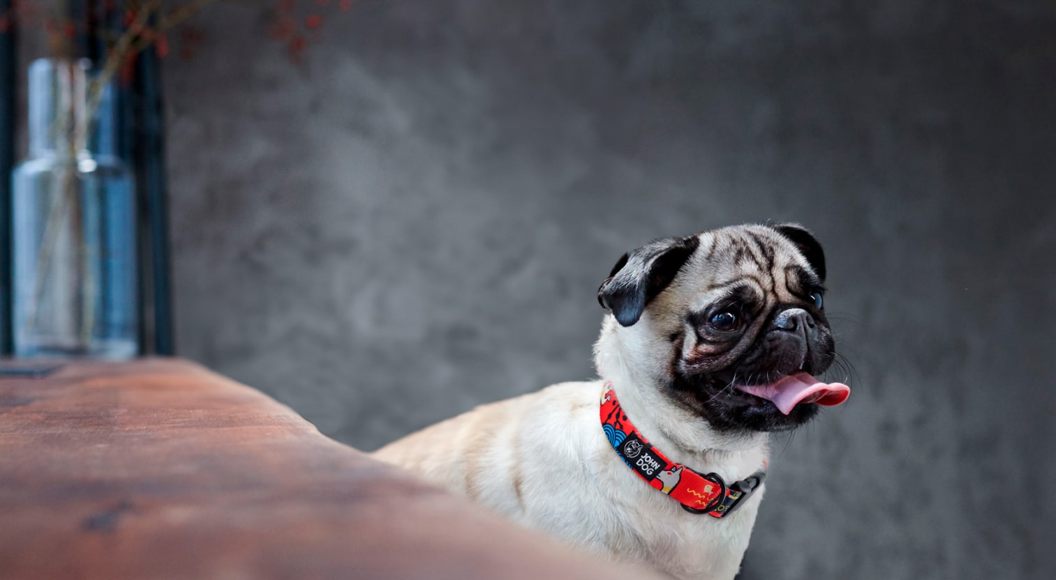 Pies rasy mops stoi z otwartym pyskiem i językiem na wierzchu