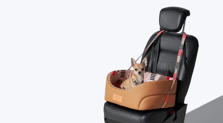 Pies siedzi w foteliku samochodowym z logo John Dog - kolekcja Paris