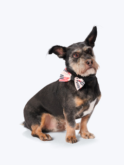 Pies w muszce John Dog z printem Paris rozmiar 2 - duża