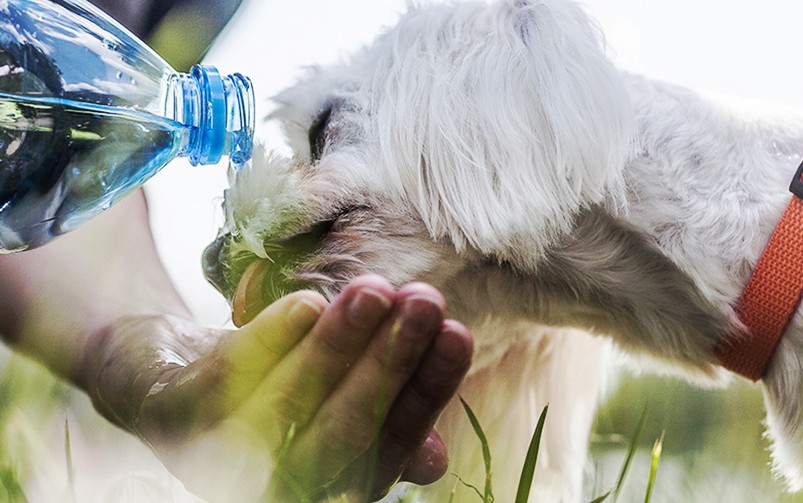 Mały biały pies pije wodę, nalewaną z butelki na rękę opiekuna.