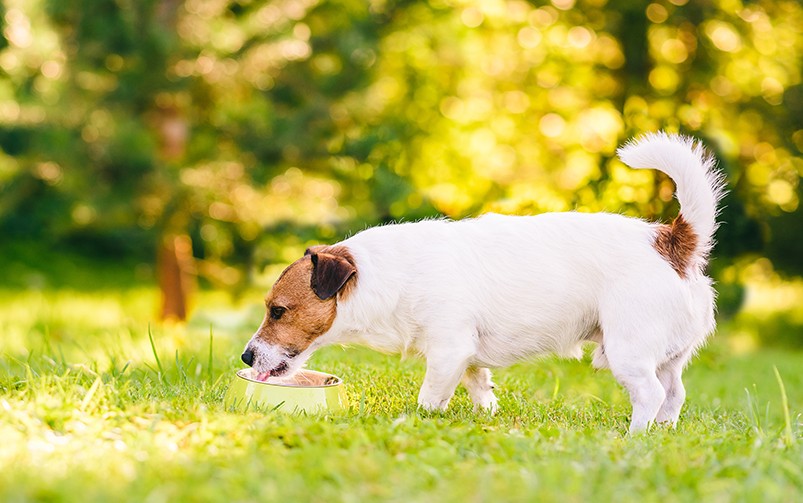  Pies rasy Jack Russell Terrier pije wodę na spacerze.