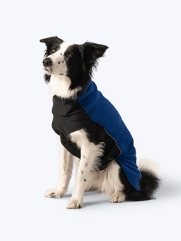 Siedzący pies rasy Border Collie ubrany w chabrową bluzę polarową dla psa marki John Dog