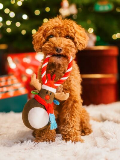 Pudel z świąteczną zabawką dla psa – pluszowym reniferem marki Dingo na dywanie