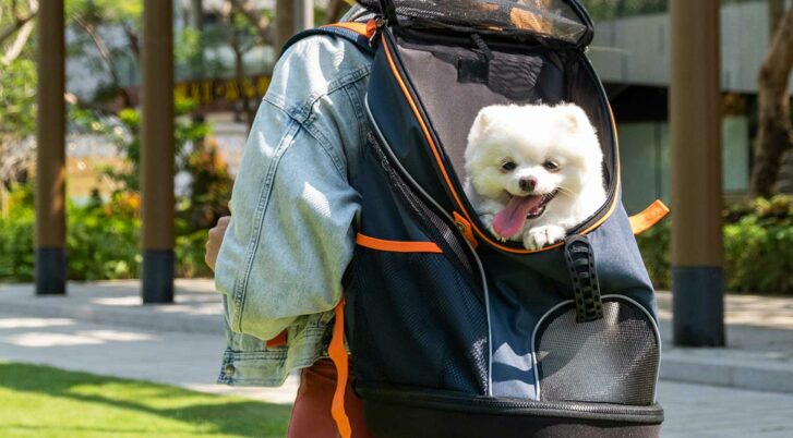 Biały pies w plecaku transporterze Ibiyaya ultralight pro dla psa i kota.