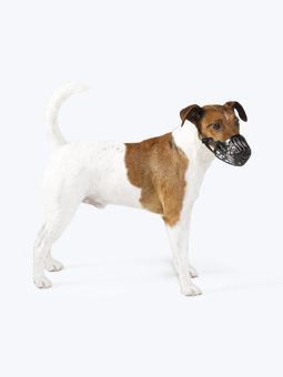 Foksterier w czarnym, nylonowym kagancu dla psa