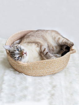 Kot w okrągłym legowisku z poduszką w kratę marki John Dog for cats