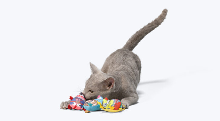 Szary kot bawiący się trzema pluszowymi myszkami marki John Dog