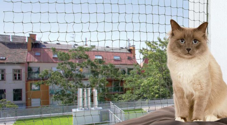Kot na balkonie z ochronną siatką