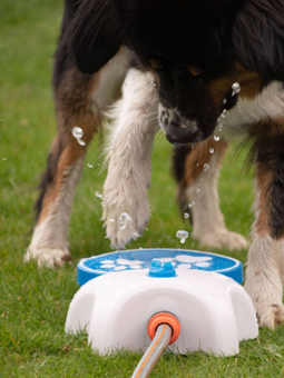 Zbliżenie na psa bawiącego się fontanną podłączoną do węża ogrodowego, marka Coolpets.