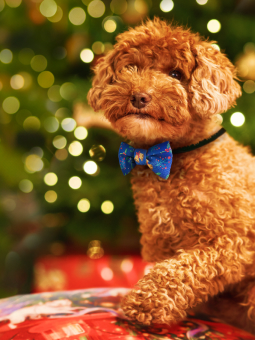 Pies rasy pudel toy siedzący pod choinką ubrany w granatową muszkę ze świątecznym wzorem marki John Dog.