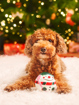 Pies rasy pudel toy siedzący pod choinką trzymający w pysku piłkę bałwana, marki Dingo.