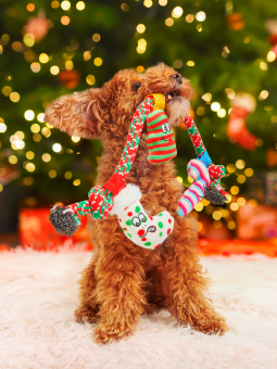 Pies rasy pudel toy siedzący pod choinką trzymający w pysku zabawkę sznur, marki Dingo.