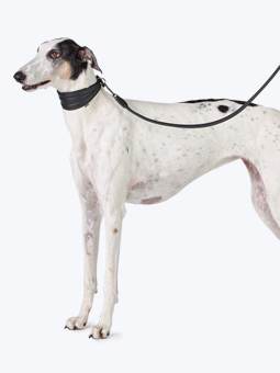 Obroża i smycz prosta w kolorze czarnym, skórzane, dla charta, marki John Dog, zdjęcie na psie rasy chart.