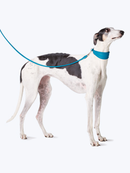Obroża i smycz prosta w kolorze niebieskim morskim, skórzane, dla charta, marki John Dog, zdjęcie na psie rasy chart.