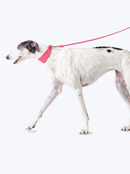 Obroża i smycz prosta w kolorze różowym, skórzane, dla charta, marki John Dog, zdjęcie na psie rasy chart.