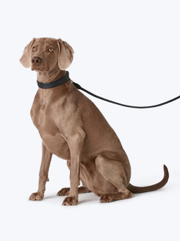 Pies rasy wyżeł weimarski w skórzanych akcesoriach dla psa – obroża i smycz prosta w kolorze czarnym, marki John Dog.