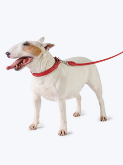 Pies rasy bulterier w skórzanych akcesoriach dla psa – obroża i smycz prosta czerwona, marki John Dog.