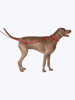 Pies rasy wyżeł weimarski w skórzanych akcesoriach dla psa – obroża i smycz prosta w kolorze czerwonym, marki John Dog.