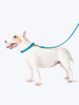 Pies rasy bulterier w skórzanych akcesoriach dla psa – obroża i smycz prosta niebieska morska, marki John Dog.