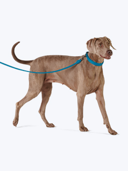 Pies rasy wyżeł weimarski w skórzanych akcesoriach dla psa – obroża i smycz prosta w kolorze niebieskim morskim, marki John Dog.