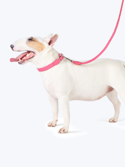Pies rasy bulterier w skórzanych akcesoriach dla psa – obroża i smycz prosta różowa, marki John Dog.