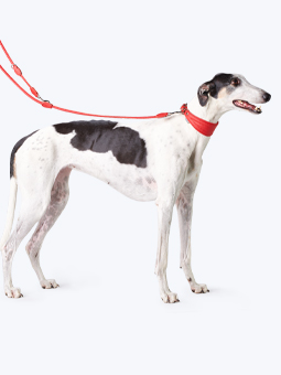 Obroża i smycz przepinana w kolorze czerwonym, skórzane, dla charta, marki John Dog, zdjęcie na psie rasy chart.