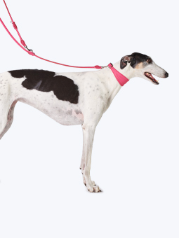 Obroża i smycz przepinana w kolorze różowym, skórzane, dla charta, marki John Dog, zdjęcie na psie rasy chart.