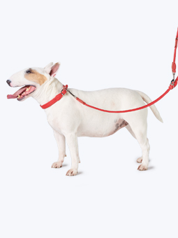 Pies rasy bulterier w skórzanych akcesoriach dla psa – obroża i smycz przepinana w kolorze czerwonym, marki John Dog.