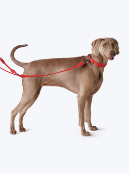 Pies rasy wyżeł weimarski w skórzanych akcesoriach dla psa – obroża i smycz przepinana w kolorze czerwonym, marki John Dog.