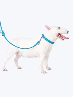 Pies rasy bulterier w skórzanych akcesoriach dla psa – obroża i smycz przepinana w kolorze niebieskim morskim, marki John Dog.