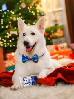 Pies rasy owczarek szwajcarski trzymający w łapach przysmaki Doggie Goodies marki John Dog.