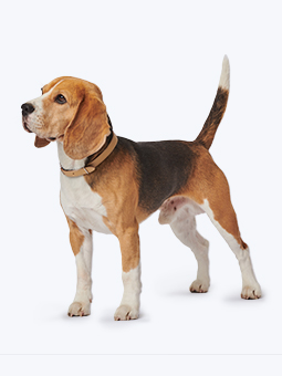 Pies rasy beagle w skórzanej beżowej obroży dla psa, marka John Dog.