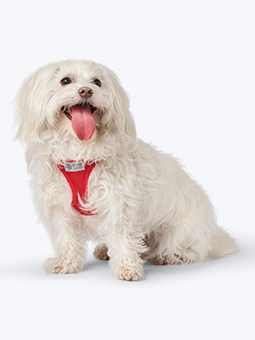 Maltańczyk w szelkach bezuciskowych z siateczki w kolorze czerwonym, marka John Dog.