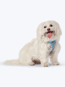 Maltańczyk w szelkach bezuciskowych z siateczki w kolorze niebieskim, marka John Dog.