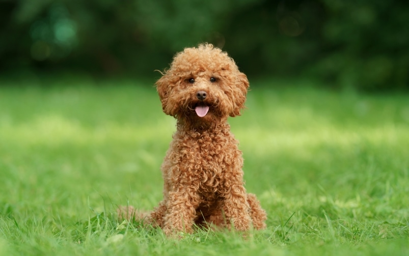 Pies rasy Pudel miniaturowy - Toy Poodle siedzący na trawie 