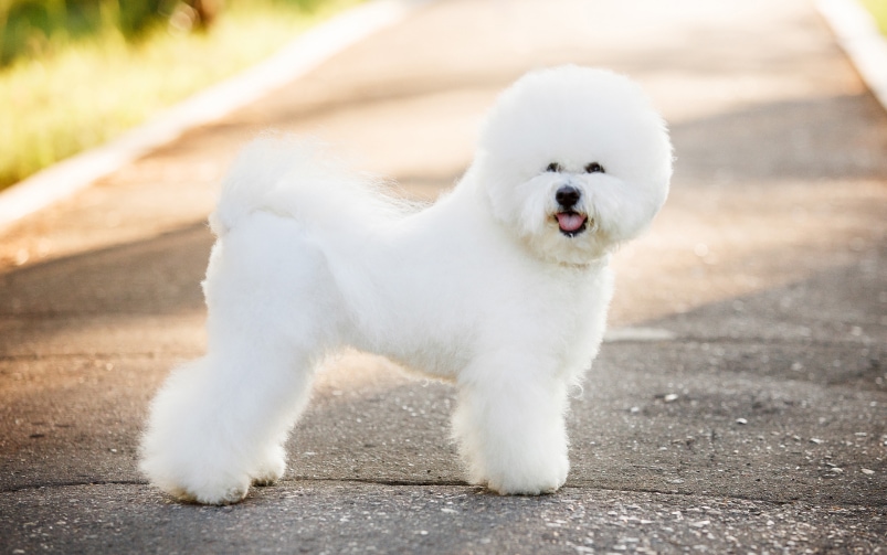 Pies rasy Bichon frisé stojący na chodniku w słoneczną pogodę