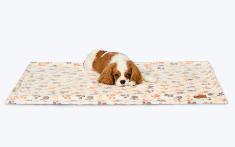 Pies rasy Cavalier king charles spaniel leżący na kolorowym legowisku