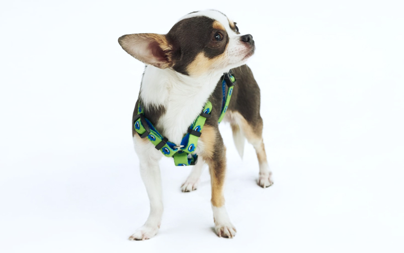 Pies rasy Chihuahua – Cziłała w szelkach John Dog na białym tle