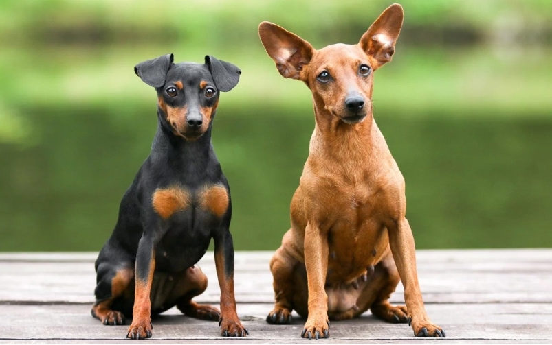 Dwa psy rasy Pinczer miniaturowy – Pinscher siedzące na drewnianym pomoście