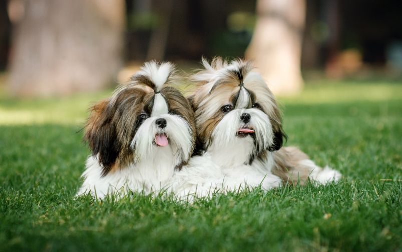 Dwa psy rasy Shih tzu siedzące obok siebie na trawie