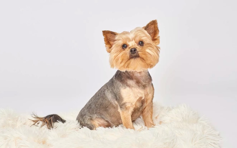 Pies rasy Yorkshire terrier – York siedzący na miękkim, białym kocyku